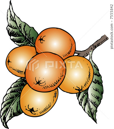 stock illustration: loquat