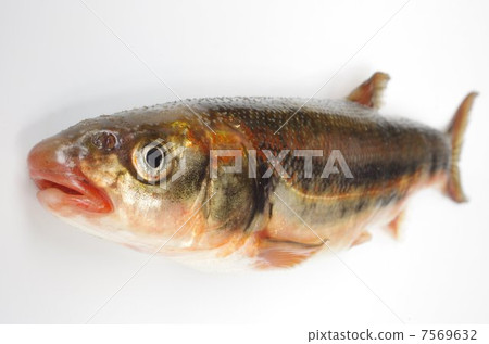 minnow, japanese dace, fishes