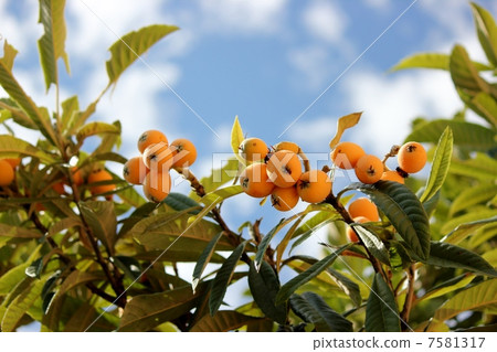 stock photo: loquat tree