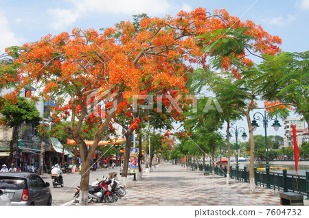 stock photo: flame tree of hai phong in vietnam