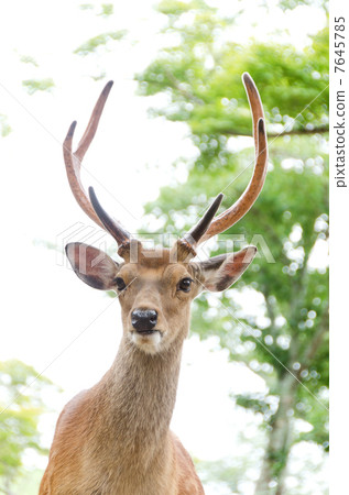 spotted deer, cervus nippon, sika deer