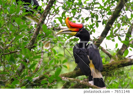 图库照片: rhinoceros hornbill(犀鸟)