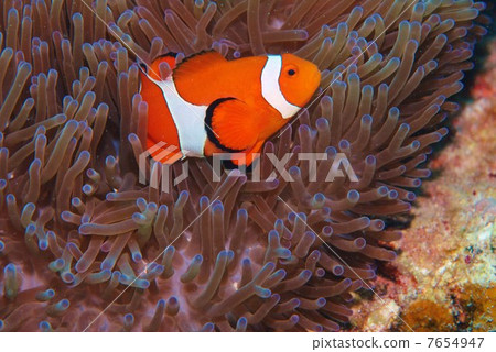 图库照片: 小丑anemonefish