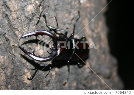 hoe-shaped helmet crest, sawtoothed stag beetle