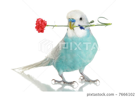 blue budgie with a carnation 7666102
