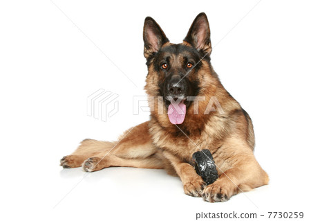 图库照片: german shepherd dog with a toy