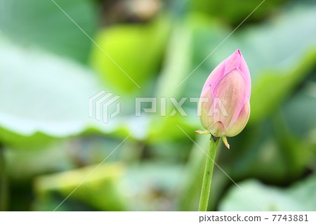 indian lotus, lotus flower bud, lotus bud