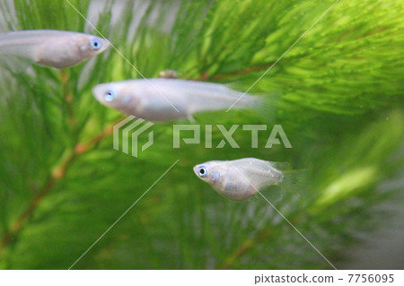 产於淡水的将科小鱼 金鱼藻 浣熊尾巴