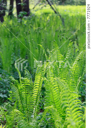 羊齿草 green fern in the forest