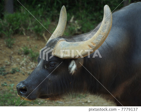 图库照片 水牛的概况(牲畜种类雄性)