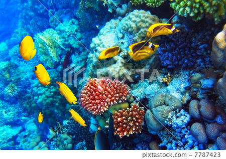 照片素材(图片): coral and fish in the red sea. egypt, africa.