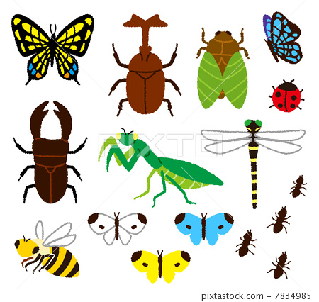 stock illustration: bug, ladybug, ladybugs