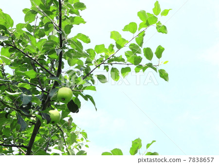 stock photo: apple tree 3