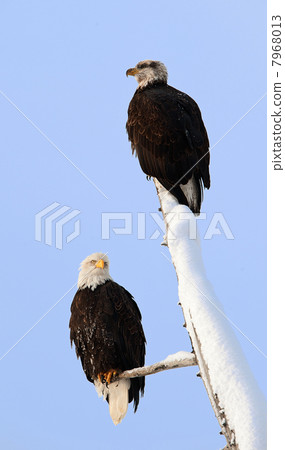 图库照片: bald eagle pair 查看全部