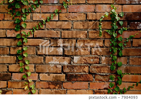 stock photo: brick wall and ivy