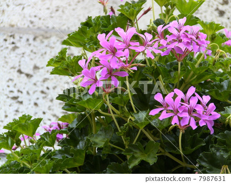 花朵 盾叶天竺葵 开花