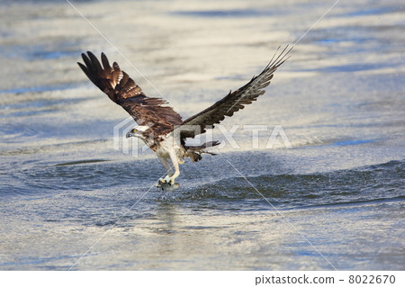 stock photo: sea hawk, one bird, birdwatching