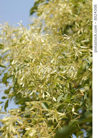 stock photo simamonelico with fruity like feathers