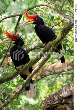 图库照片: rhinoceros hornbill(犀鸟)对