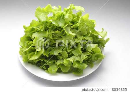 图库照片: 生吃蔬菜 叶菜类 生菜图片