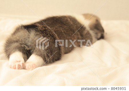 stock photo: doggy, lapdog, puppies