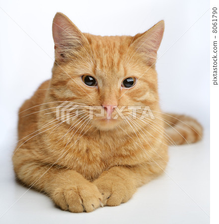 ginger cat 8061790