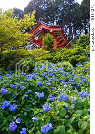 绣球花 三室户寺 寺院