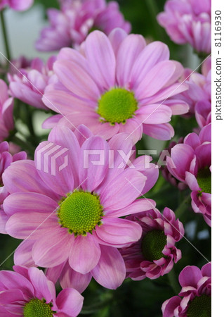 stock photo: spray mum, chrysanthemum, catalina