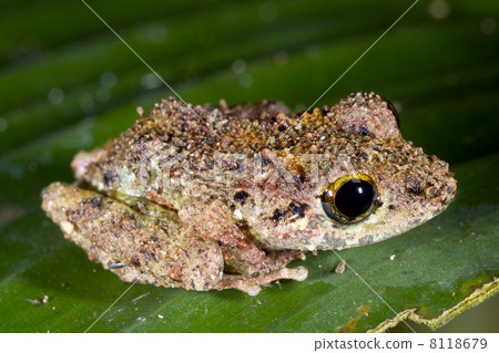 a warty diadem rain frog (pristimantis diadematus