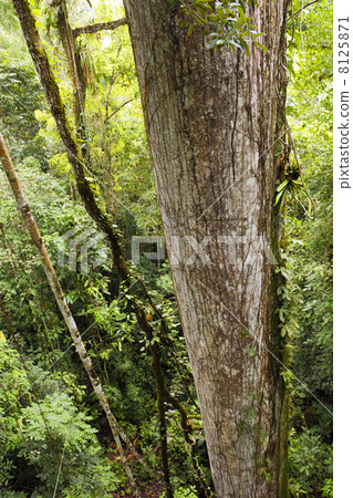 图库照片: trunk of a giant ceibo tree (ceiba pentandra)