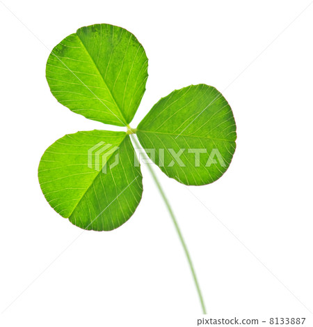 clover