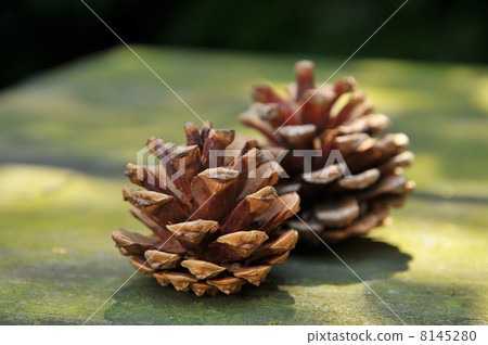 pine cones