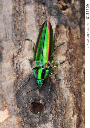 buprestid, bark, jewel beetle