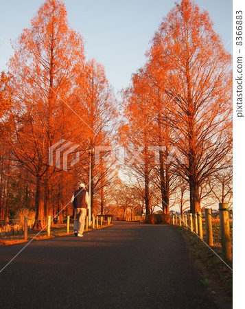 row of trees, dawn redwood, metasequoia