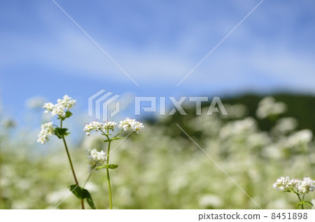 图库照片: 荞麦花