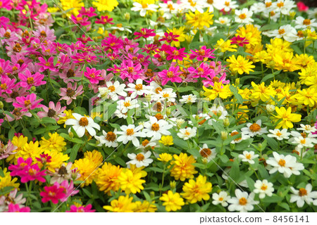 图库照片: 花坛花