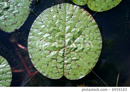 图库照片 芡实