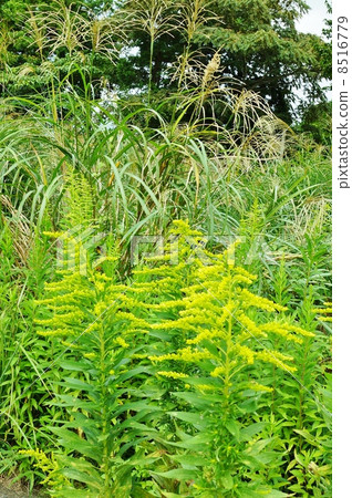 canada goldenrod, solidago canadensis var. scabra