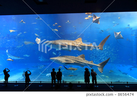 壁纸 海底 海底世界 海洋馆 水族馆 桌面 450_318_脾气网 壁纸 海底 海底世界 海洋馆 水族馆 桌面 450_318