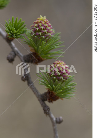 stock photo larch