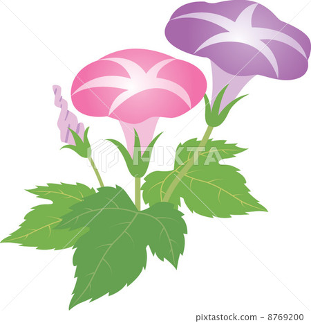 stock illustration: morning glory, bloom, blossom