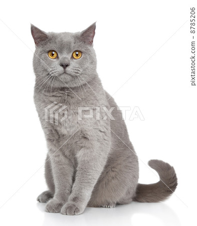 图库照片: british shorthair cat portrait