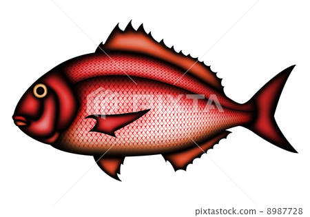 stock illustration snapper tai red sea bream