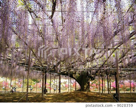 照片素材(图片): 紫藤花架 花木 花
