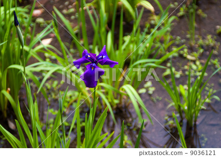 stock photo: japanese iris, rabbitear iris, popular area