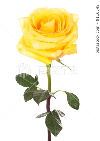 图库照片: yellow rose