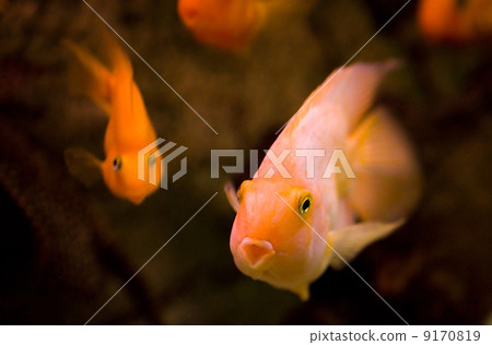 图库照片: golden fish