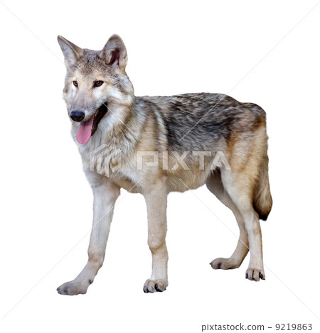 图库照片 full length photo of gray wolf