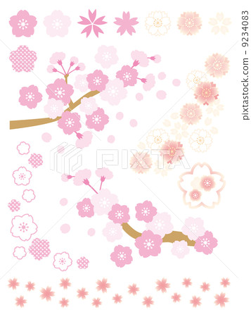 cherry blossom, sakura, cherry tree