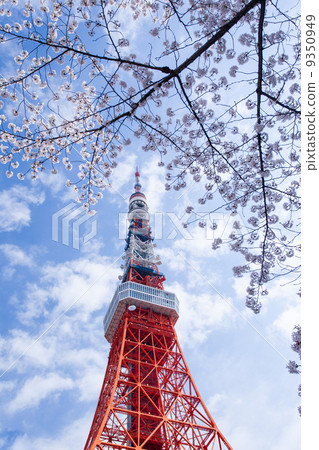 日本风景 东京 东京塔 照片 东京塔和樱花 首页 照片 日本风景 东京
